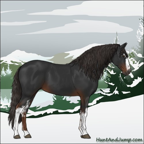 Horse Color:Gray White Spotted Liver Chestnut 