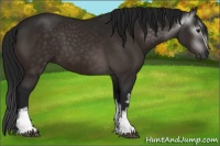 Horse Color:Gray White Spotted Brown