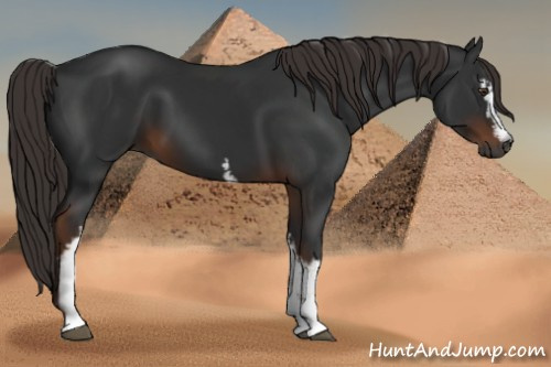 Horse Color:Gray White Spotted Liver Chestnut 
