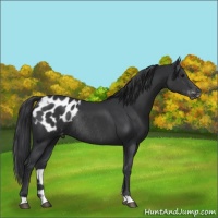 Horse Color:Black Appaloosa Rabicano 