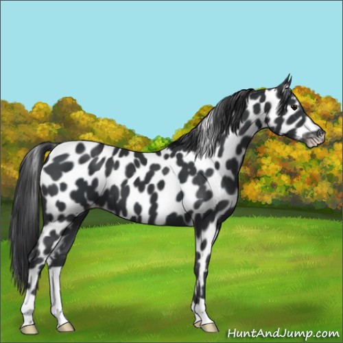 Horse Color:Black Appaloosa 