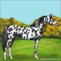 Horse Color:Black Appaloosa 