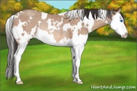 Horse Color:White Spotted Sable Champagne Sabino Splash Rabicano