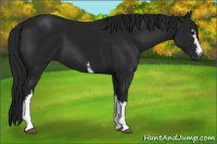 Horse Color:Gray White Spotted Black