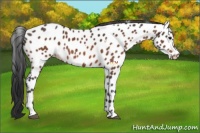 Horse Color:White Spotted Bay Appaloosa 