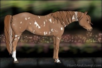 Horse Color:White Spotted Red Roan 