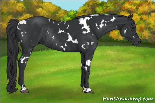 Horse Color:White Spotted Black Rabicano 
