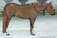 Horse Color:Gray White Spotted Liver Red Dun 