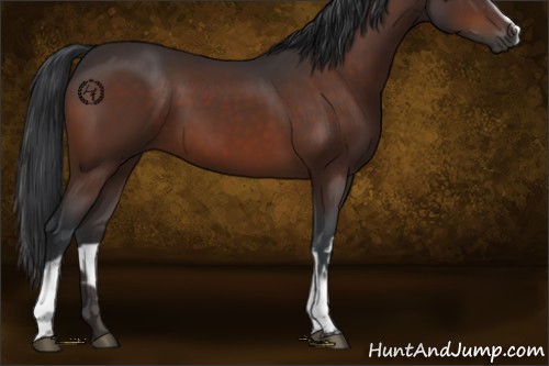 Horse Color:White Spotted Brown 