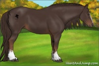 Horse Color:White Spotted Liver Chestnut 