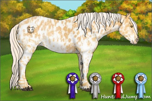 Horse Color:Palomino Appaloosa  and White Spotted Palomino Appaloosa 