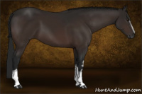 Horse Color:Gray White Spotted Bay 