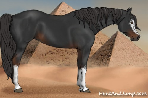 Horse Color:Gray White Spotted Liver Chestnut