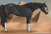 Horse Color:Gray White Spotted Liver Chestnut 