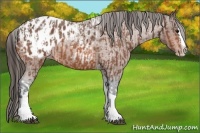 Horse Color:Bay Roan Splash Tobiano Appaloosa  and Bay Roan Splash Tobiano Appaloosa 