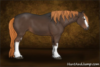 Horse Color:Gray White Spotted Liver Chestnut