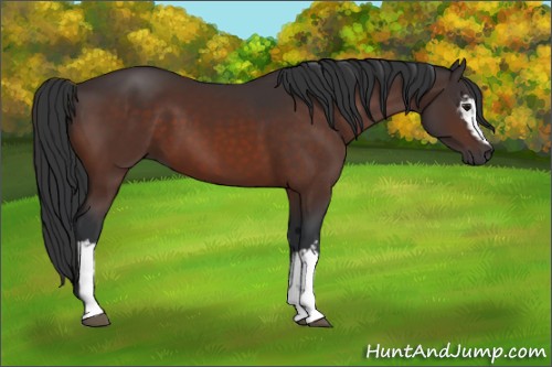 Horse Color:White Spotted Brown 