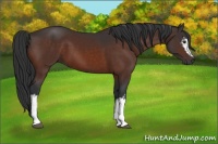Horse Color:White Spotted Brown 