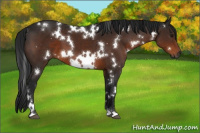 Horse Color:Gray White Spotted Brown