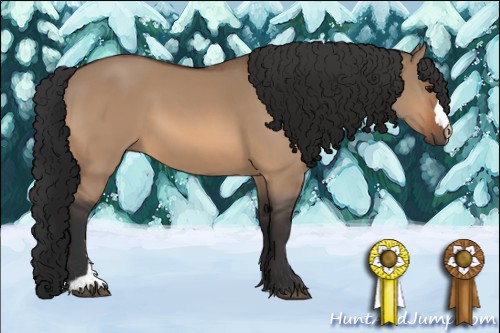 Horse Color:Bay Dun