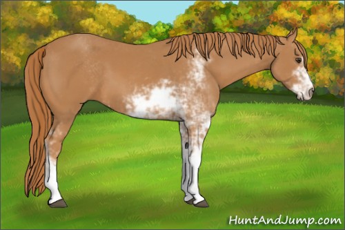 Horse Color:Chestnut Sabino