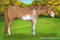 Horse Color:Chestnut Sabino