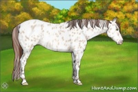 Horse Color:Amber Champagne Dun Appaloosa  and Amber Champagne Dun Appaloosa Rabicano 