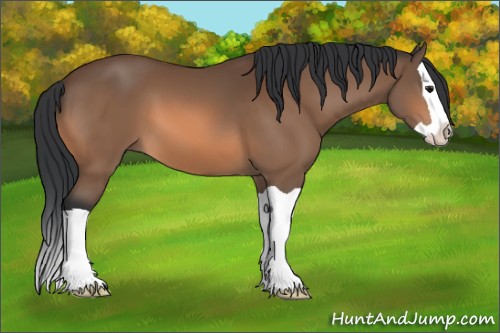 Horse Color:Bay Splash