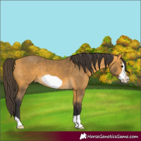 Horse Color:Buckskin Frame 