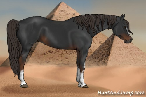 Horse Color:Gray White Spotted Liver Chestnut