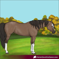 Horse Color:White Spotted Liver Red Dun 