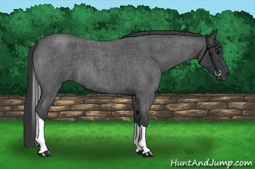 Horse Color:Blue Roan Tobiano 