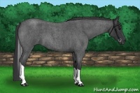 Horse Color:Blue Roan Tobiano