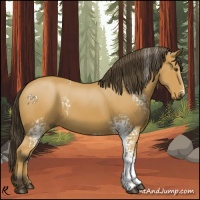 Horse Color:White Spotted Buckskin Rabicano 