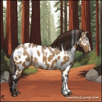 Horse Color:White Spotted Buckskin Dun Near Leopard 