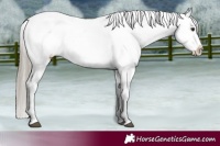 Horse Color:Liver Chestnut Near Leopard 