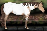 Horse Color:Amber Champagne Appaloosa 