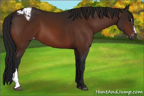Horse Color:Gray Bay Appaloosa