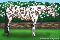 Horse Color:Gray Bay Roan Appaloosa 
