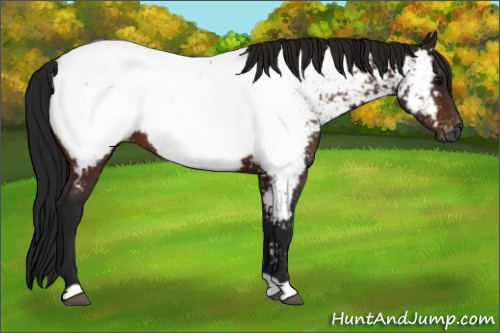 Horse Color:Gray Bay Appaloosa 