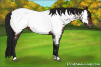 Horse Color:Gray Bay Appaloosa 