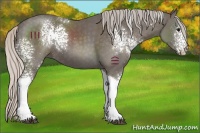 Horse Color:White Spotted Silver Black Tobiano