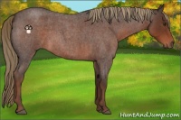 Horse Color:Liver Red Roan 