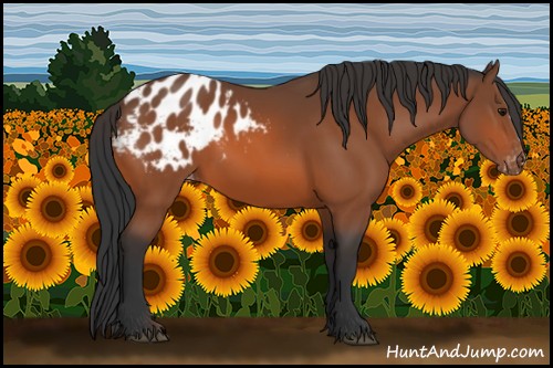 Horse Color:Bay Appaloosa 