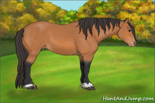 Horse Color:Bay Appaloosa