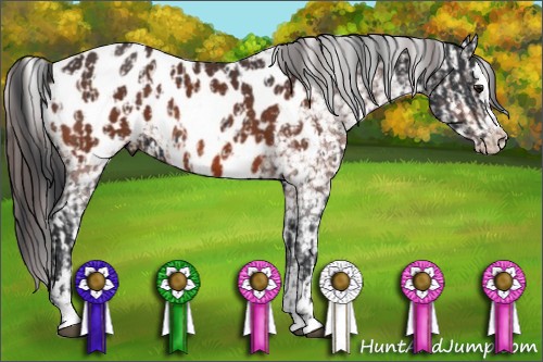 Horse Color:Black Sabino Splash Appaloosa  and Bay Sabino Appaloosa 