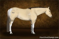 Horse Color:Buckskin Dun Tobiano 