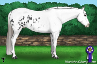 Horse Color:Black Tobiano Appaloosa 
