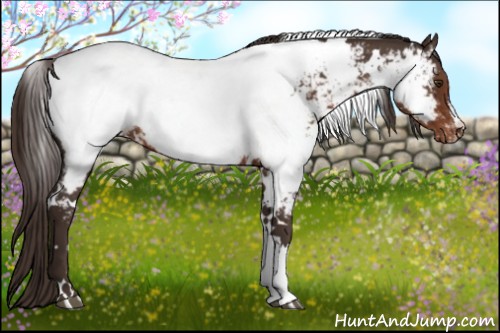 Horse Color:White Spotted Liver Chestnut Near Fewspot Rabicano
