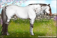Horse Color:White Spotted Liver Chestnut Near Fewspot Rabicano